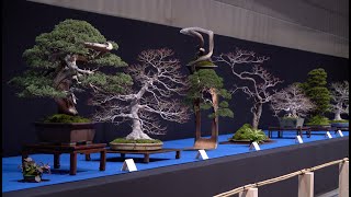 Trophy Bonsai Exhibition 2024 [upl. by Rosina]