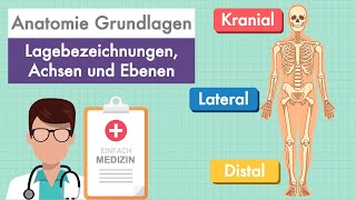 Anatomie Grundlagen  Lagebezeichnungen und Ebenen am Körper einfach erklärt [upl. by Ansev210]