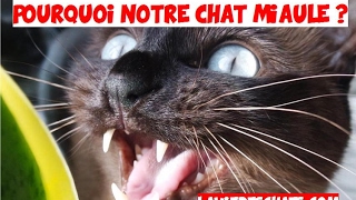 Pourquoi un chat 🐱 miaule [upl. by Teryn245]