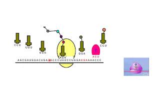 Proteins Amino Acids and Peptides  Lecture 4a [upl. by Douglas618]