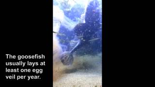 2013 Goosefish Egg Veil [upl. by Jenkel]