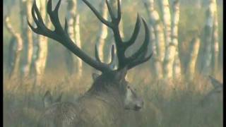 Monster Stags  Hunters Video [upl. by Gilus]