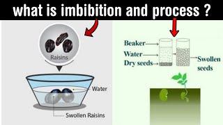 imbibition  role of imbibition in plant life  process of imbibition  in Hindi [upl. by Atcele738]