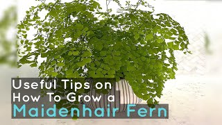 How To Grow a Maidenhair Fern  Useful Tips [upl. by Kirbee]