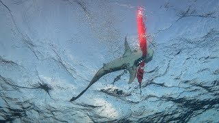 Shark attacks my SMB  Oceanic Whitetip at ElphinstoneRed Sea [upl. by Dunkin452]