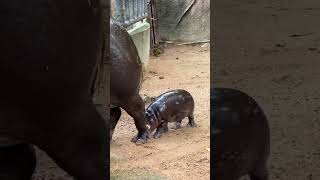 Baby Hippo baby animals babyanimal hippo cute cutebaby zoo travel foryou usa shorts [upl. by Drannek]