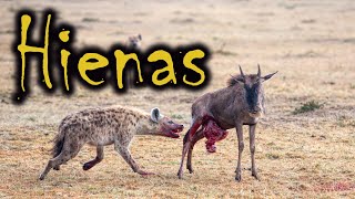 HIENAS COMEM ANIMAIS VIVOS POR QUÊ  HIENAS CAÇANDO [upl. by Messab]