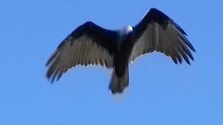 Atlatl Small Game Hunting Camping and Fishing in The Rockies [upl. by Smalley376]