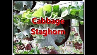 Cabbage Staghorn Platycerium Fern [upl. by Tadich]