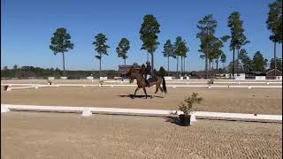 RoxiStable View Dressage Novice test A [upl. by Kandace568]