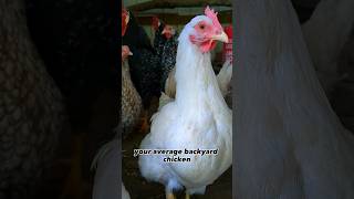 How Long Do Chickens Live chicken backyardchickens [upl. by Augie]