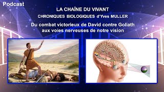 Podcast 2  Du combat victorieux de David contre Goliath aux voies nerveuses de notre vision [upl. by Phil933]