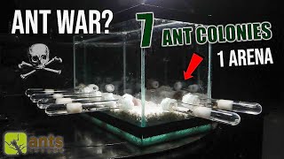 7 ANT COLONIES in 1 ARENA ANT WAR or JOIN FORCES [upl. by Kohn906]