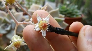 Pollinating Echeveria and Graptopetalum Succulent Plant Flowers [upl. by Finnie]