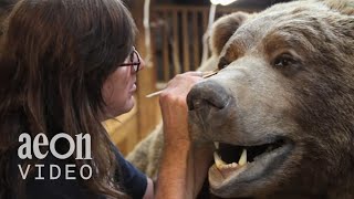 Inside the World Taxidermy Championships  Taxidermists [upl. by Sibby]