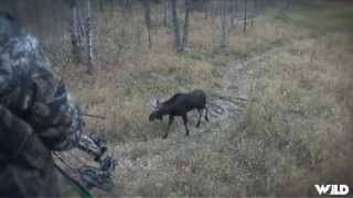 Hunting Moose with Bow in Alberta Part 2 [upl. by Gayle]