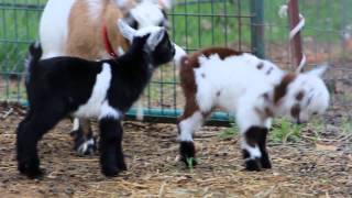 Baby Goats Playing and Jumping [upl. by Boland462]