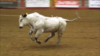 Fort Worth Stockyards Championship Rodeo Cowtown Coliseum [upl. by Deerdre190]