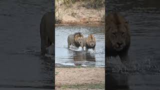 Two large male lions crossing the Sabie River at Lower Sabie Camp with B1 Photo SAfaris [upl. by Ellehcir]