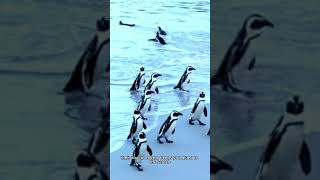 Penguin Dash 30 Secs of Antarctic Antics information animals [upl. by Egarton]