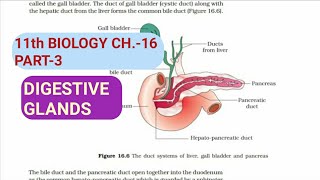 Class 11 BiologyCh16 Part3Digestive glandsStudy with Farru [upl. by Nivej]