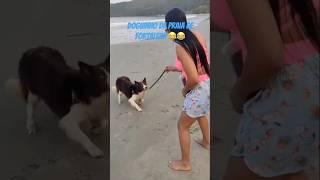 DOGUINHO BRINCALHÃO NA PRAIA😂😂 alguém aí q já foi na Praia da FortalezaUbatuba e conheceu ele [upl. by Egas]