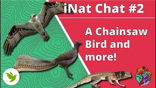 iNat Chat 2 A Chainsaw Bird Lizard RockPaperScissors and an Apex Predator with Swim Goggles [upl. by Enybor725]