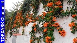 10 PLANTAS que dan FLORES durante TODO el AÑO para el JARDÍN [upl. by Gnos599]