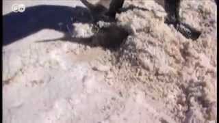 Lithium Mining in Bolivias Salt Flats  Global 3000 [upl. by Gnilhsa]