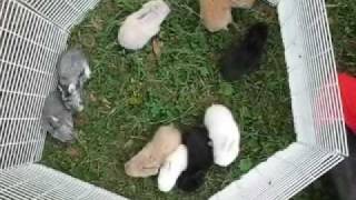 Baby English Angora Rabbits [upl. by Odareg]