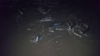 Grunion Run in Los Angeles A True Fish Out of Water [upl. by Li]