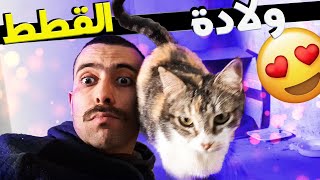 قطة ولدات 🐈 ليا في دار نهار العيد مفاجئة كانت قوية 😧 [upl. by Nalek]