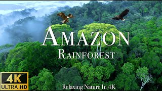 Amazon 4k  The World’s Largest Tropical Rainforest  Scenic Relaxation Film with Calming Music [upl. by Africa]