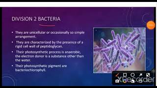 Bacterial classification Bergeys Manual MSc BSc Microbiology Zoology [upl. by Anail]