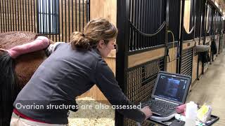 Equine Reproduction Breeding Soundness Exam [upl. by Sibie]