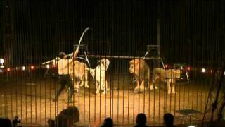 Lions of Manuel Farina  circus [upl. by Saied456]