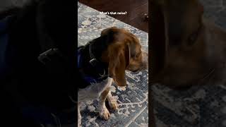 What’s that noise beagle cutebeagle beagleboy beaglebreed [upl. by Theodor]