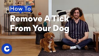 How To Remove A Tick From Your Dog  Chewtorials [upl. by Salokin]