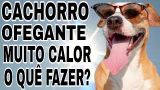 CACHORRO OFEGANTE POR CAUSA DO CALOR O QUE FAZER [upl. by Israel]