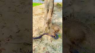 Mongoose Strike On Snake wildlife animals nature [upl. by Jeanette409]