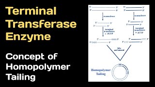 Terminal Transferase Enzyme and concept of Homopolymer Tailing [upl. by Aneger]