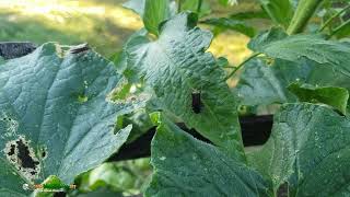 Squash Bugs claiming leaves [upl. by Henghold483]