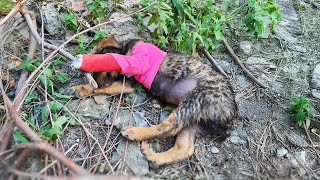 Abandoned during treatment 2monthold puppy cries loudly in the forest [upl. by Llemrej]