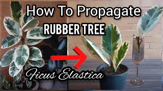 How To Propagate Rubber Plant From Cutting  Soil And Water Propagation  Ficus Elastica Care [upl. by Lrem]