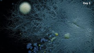 4K Fungi and Bacteria TimeLapse 14 [upl. by Yasmine787]