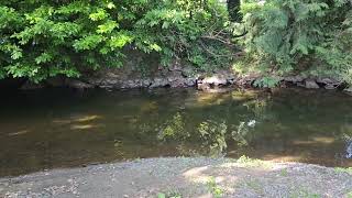 Common Merganser ducks diving and flitting 20230626 [upl. by Aydni]