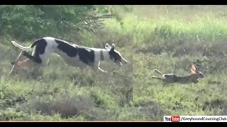 Dog chasing rabbit  Greyhound vs Hare  shikar in Pakistan  rabbit [upl. by Nrublim]