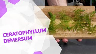 Ceratophyllum demersum Hornkraut die perfekte Pflanze gegen Algen im Aquarium [upl. by Aneet]