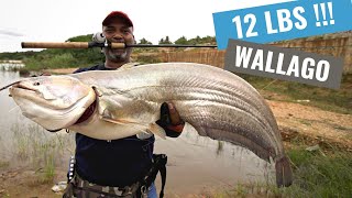 Big Wallago Attu fishing  India 2021 [upl. by Drofnelg]