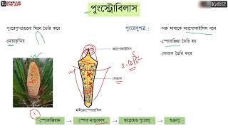 অধ্যায় ৭ নগ্নবীজী ও আবৃতবীজী উদ্ভিদ  সাইকাস এর জনন HSC [upl. by Cindra]